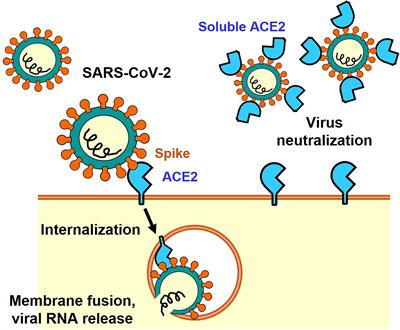 Angiotensin-Converting Enzyme 2 (ACE2) in the Pathogenesis of ARDS in COVID-19